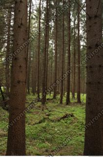 background forest 0010